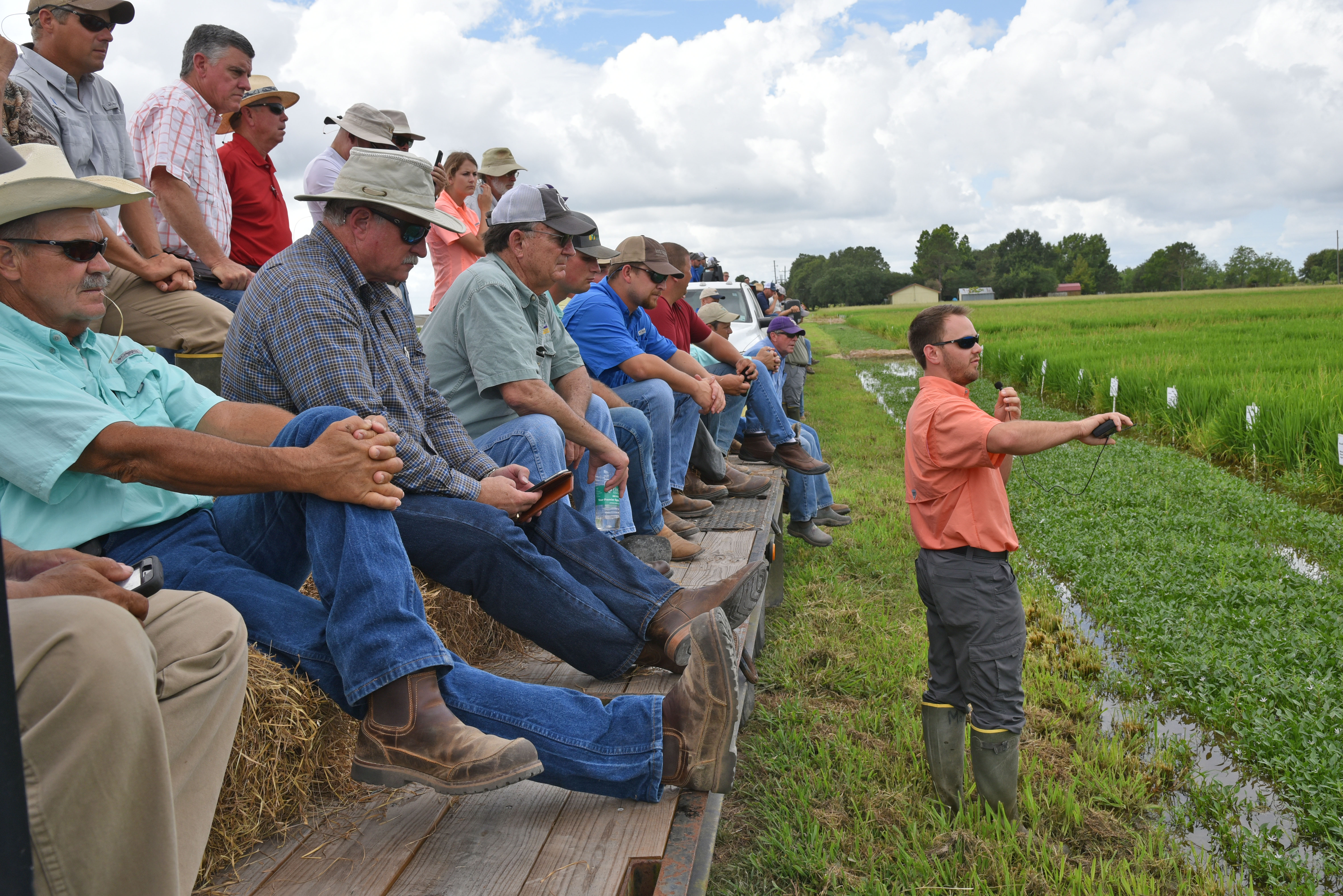 Diseases, insects, weeds are concerns as rice season progresses